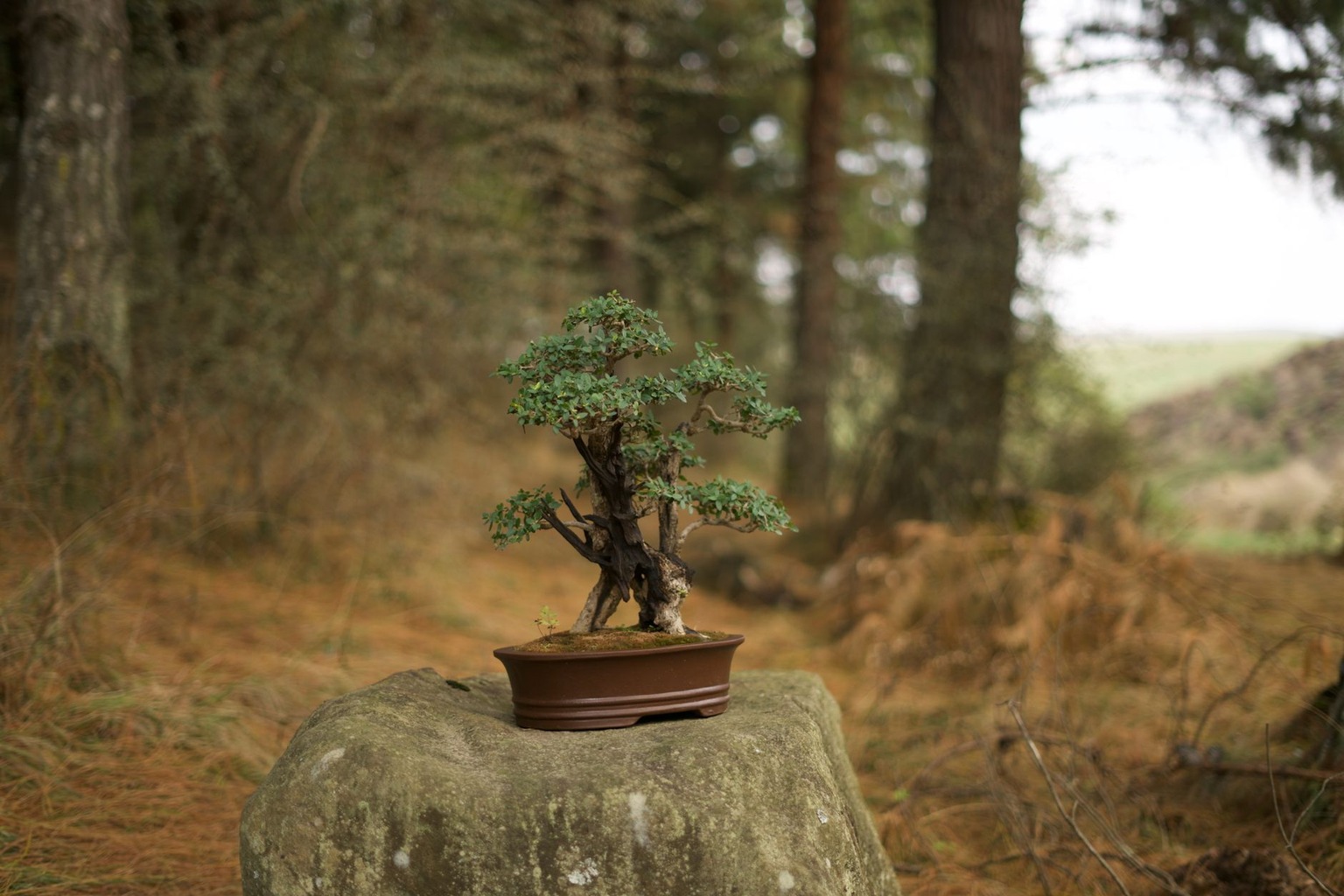 Бонсай из хвойных деревьев — Кедр сибирский (Pinus sibirica): долговечность и уникальная текстура Бонсай из хвойных деревьев — Кедр сибирский (Pinus sibirica): долговечность и уникальная текстура