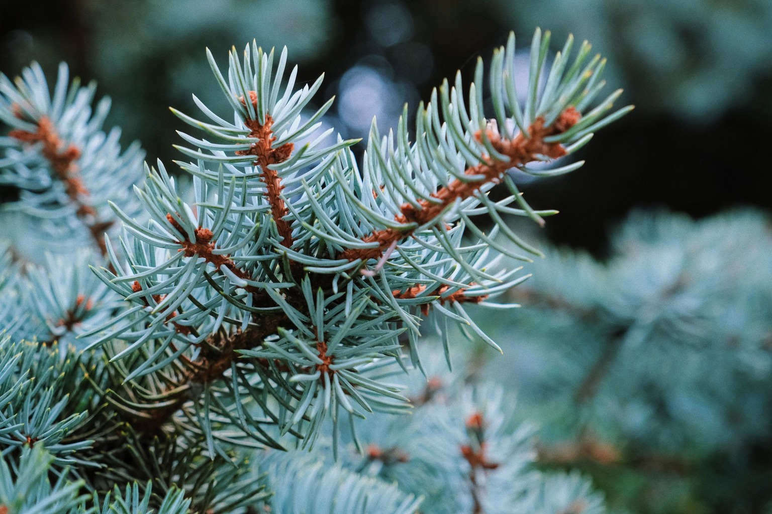 Бонсай из хвойных деревьев — Ель колючая (Picea pungens): контраст и декоративность Бонсай из хвойных деревьев — Ель колючая (Picea pungens): контраст и декоративность